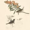 Audubon's Watercolors Pl. 10A, Unidentified Sparrows