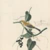 Audubon's Watercolors Pl. 11A, Yellow-rumped Warbler