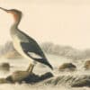 Audubon's Watercolors Pl. 15A, Red-breasted Merganser