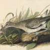 Audubon's Watercolors Pl. 16A, Willet