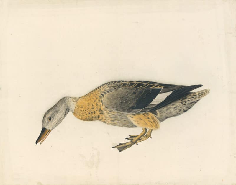 Audubon's Watercolors Pl. 17A, Gadwall