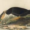 Audubon's Watercolors Pl. 18A, American Black Duck