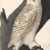 Audubon's Watercolors Pl. 19A, Snowy Owl