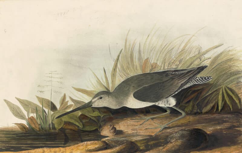 Audubon's Watercolors Pl. 20A, Long-billed Dowitcher