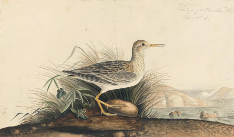 Audubon's Watercolors Pl. 21A, Pectoral Sandpiper