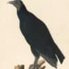Audubon's Watercolors Pl. 23A, Black Vulture