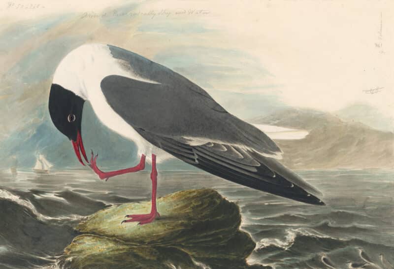 Audubon's Watercolors Pl. 24A, Common Black-headed Gull