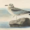 Audubon's Watercolors Pl. 26A, Bonaparte's Gull