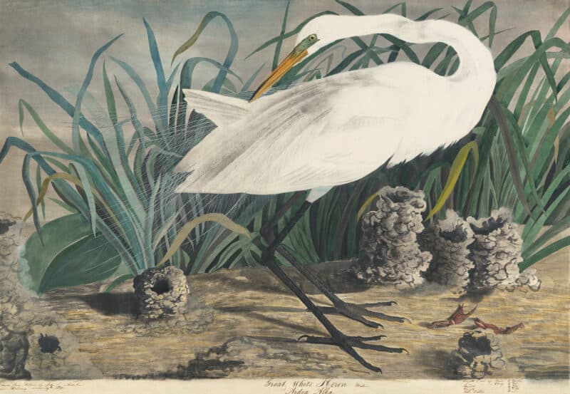 Audubon's Watercolors Pl. 29A, Great Egret