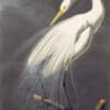 Audubon's Watercolors Pl. 30A, Great Egret