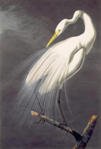 Audubon's Watercolors Pl. 30A, Great Egret