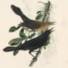 Audubon's Watercolors Pl. 32A, Boat-tailed Grackle