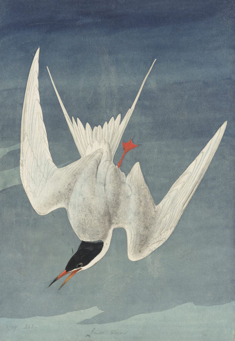 Audubon's Watercolors Pl. 33A, Common Tern