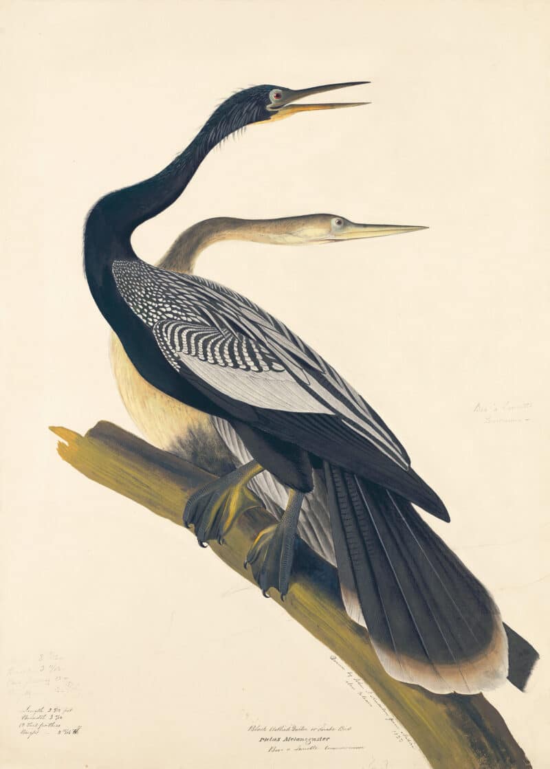 Audubon's Watercolors Pl. 34A, Black Bellied Darter or Snake Bird (Anhinga)