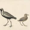 Audubon's Watercolors Pl. 35A, Black-bellied Plover