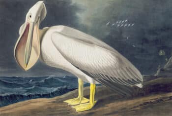 Audubon's Watercolors Pl. 36A, American White Pelican