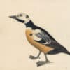 Audubon's Watercolors Pl. 37A, Steller's Eider