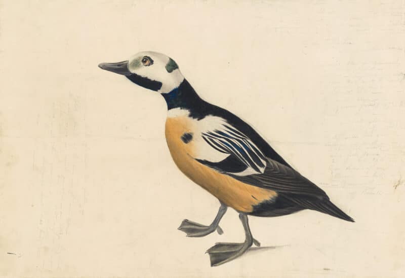 Audubon's Watercolors Pl. 37A, Steller's Eider