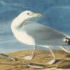 Audubon's Watercolors Pl. 38A, Herring Gull