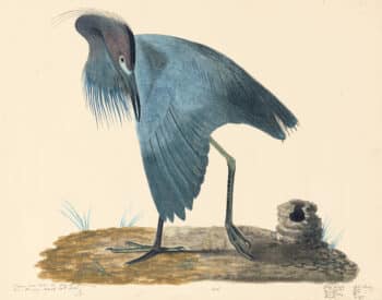 Audubon's Watercolors Pl. 39A, Little Blue Heron