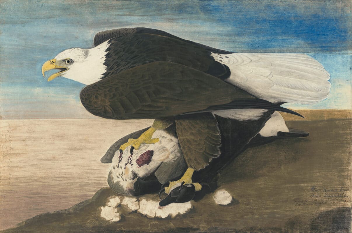 Audubon's Watercolors Pl. 40A, Bald Eagle