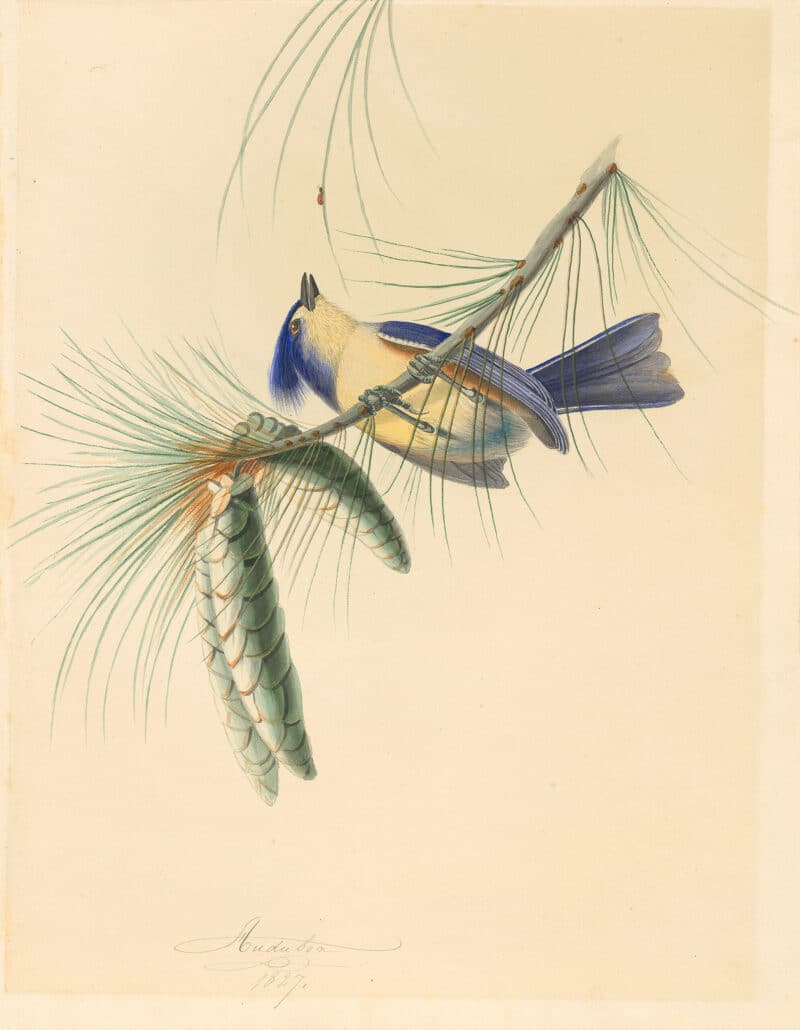 Audubon's Watercolors Pl. 40B, Tufted Titmouse