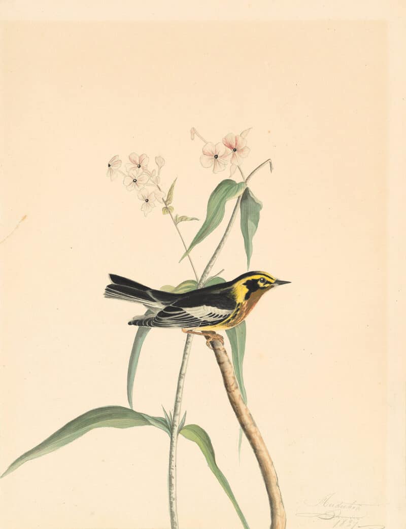 Audubon's Watercolors Pl. 41B, Blackburnian Warbler
