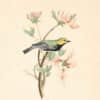 Audubon's Watercolors Pl. 42B, Black Throated Green Warbler