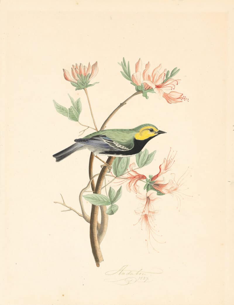 Audubon's Watercolors Pl. 42B, Black Throated Green Warbler