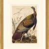 Audubon's Watercolors Octavo Pl. 1, Wild Turkey