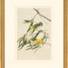 Audubon's Watercolors Octavo Pl. 3, Prothonotary Warbler