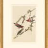 Audubon's Watercolors Octavo Pl. 4, Purple Finch