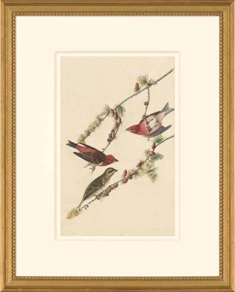 Audubon's Watercolors Octavo Pl. 4, Purple Finch