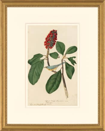 Audubon's Watercolors Octavo Pl. 5, Canada Warbler