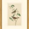 Audubon's Watercolors Octavo Pl. 8, White-throated Sparrow