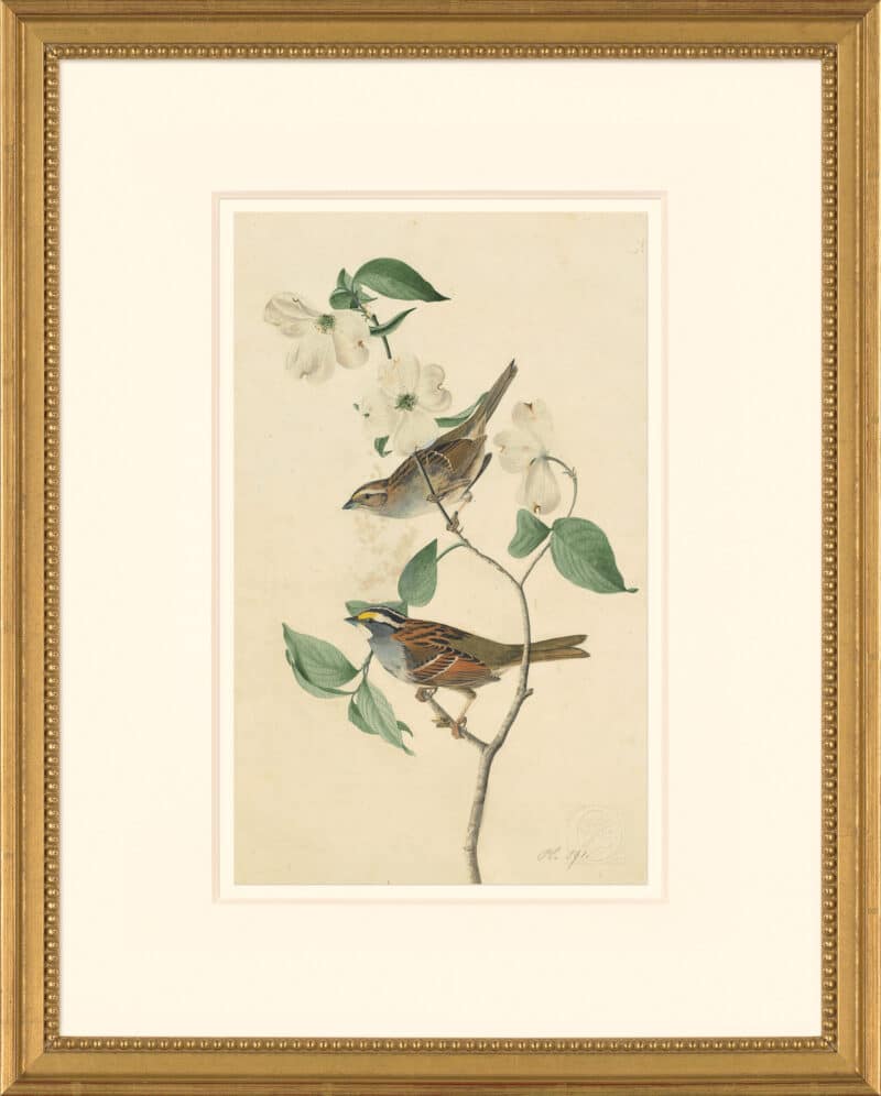 Audubon's Watercolors Octavo Pl. 8, White-throated Sparrow