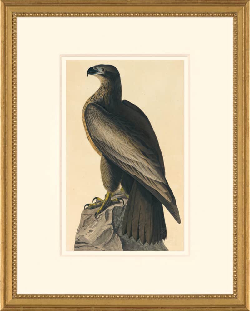 Audubon's Watercolors Octavo Pl. 11, Bird of Washington