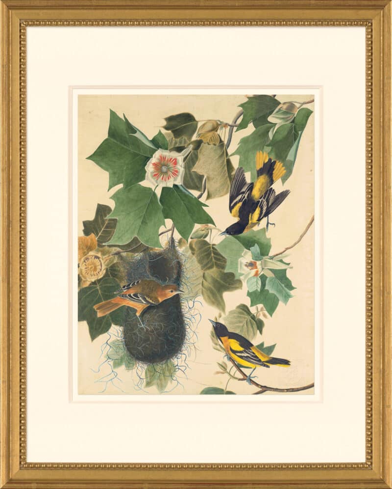 Audubon's Watercolors Octavo Pl. 12, Baltimore Oriole