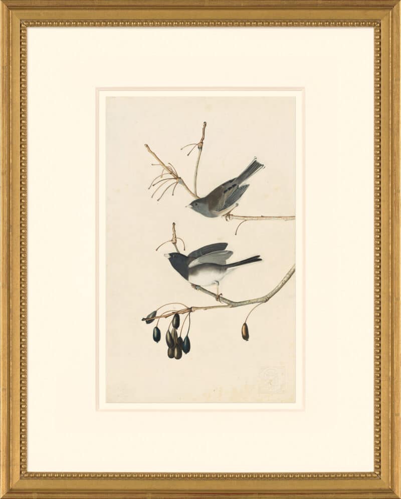 Audubon's Watercolors Octavo Pl. 13, Dark-eyed Junco
