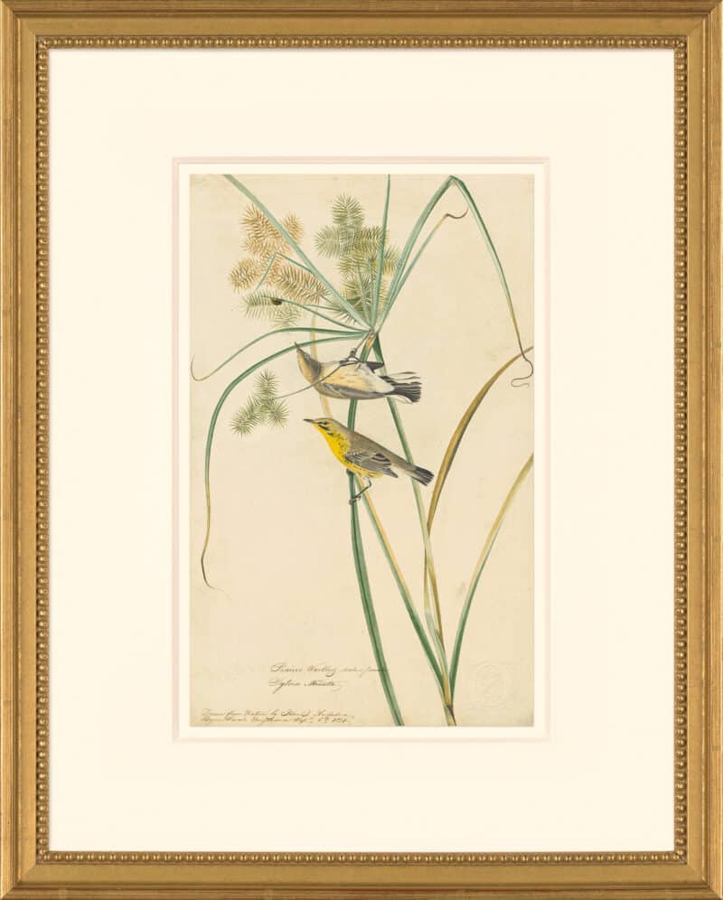 Audubon's Watercolors Octavo Pl. 14, Prairie Warbler