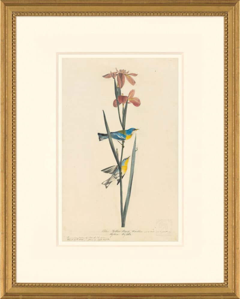 Audubon's Watercolors Octavo Pl. 15, Northern Parula