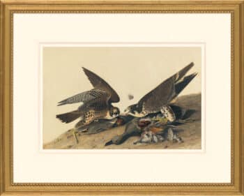Audubon's Watercolors Octavo Pl. 16, Peregrine Falcon