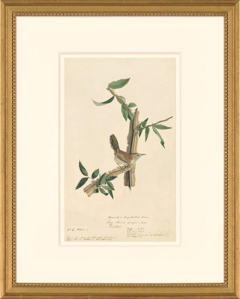 Audubon's Watercolors Octavo Pl. 18, Bewick's Wren