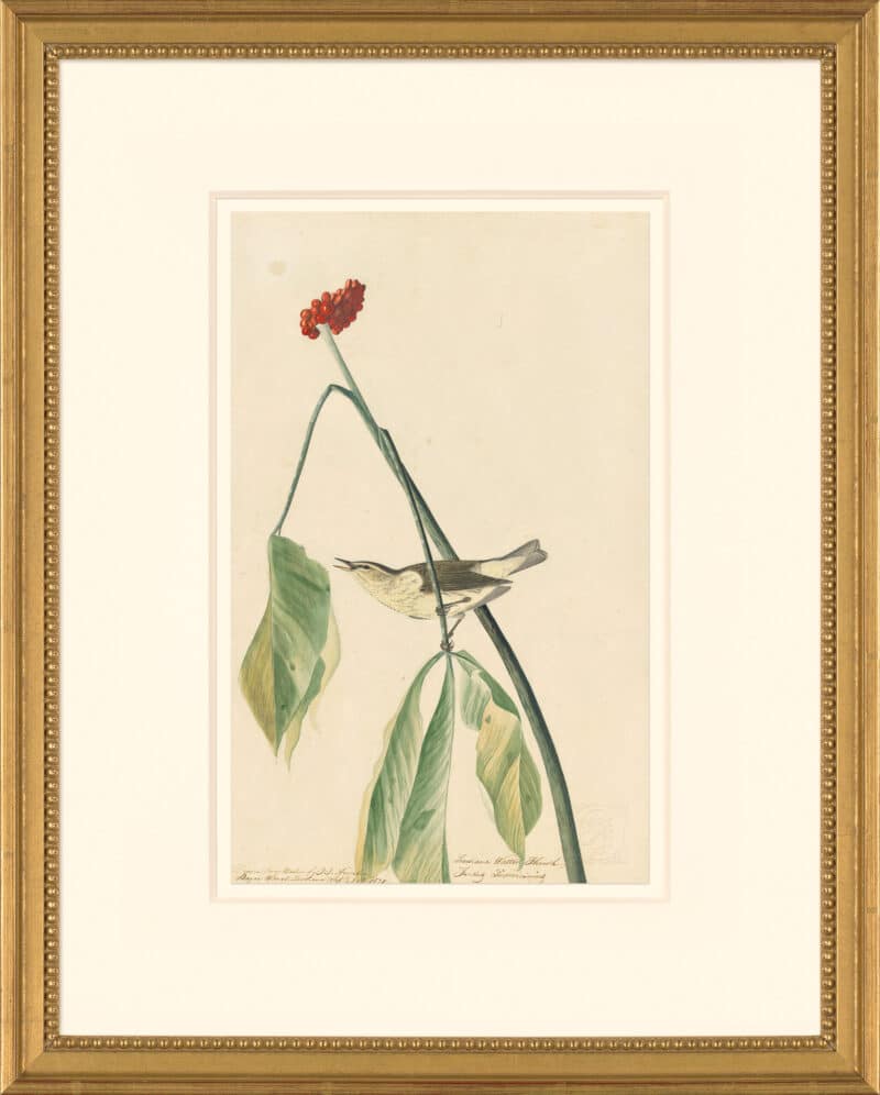 Audubon's Watercolors Octavo Pl. 19, Louisiana Waterthrush