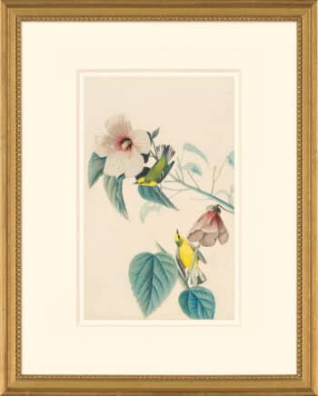 Audubon's Watercolors Octavo Pl. 20, Blue-winged Warbler