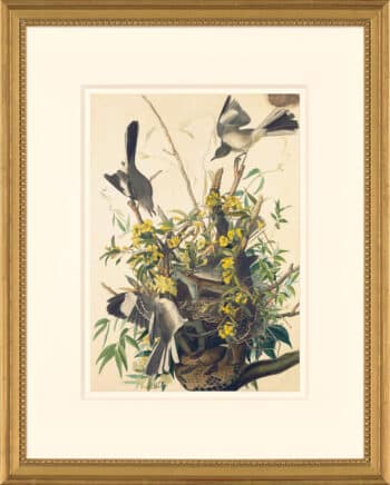 Audubon's Watercolors Octavo Pl. 21, Mocking Bird
