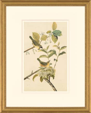 Audubon's Watercolors Octavo Pl. 23, Common Yellowthroat