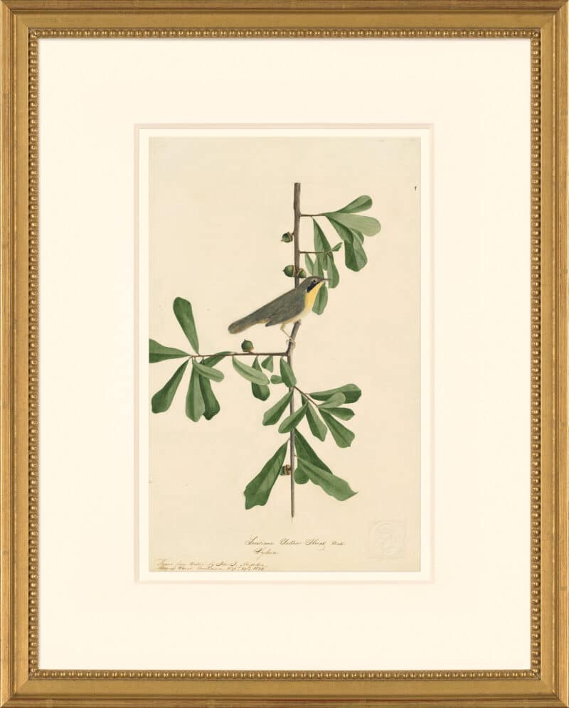 Audubon's Watercolors Octavo Pl. 24, Common Yellowthroat