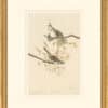 Audubon's Watercolors Octavo Pl. 25, Song Sparrow