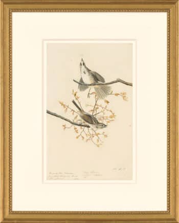 Audubon's Watercolors Octavo Pl. 25, Song Sparrow